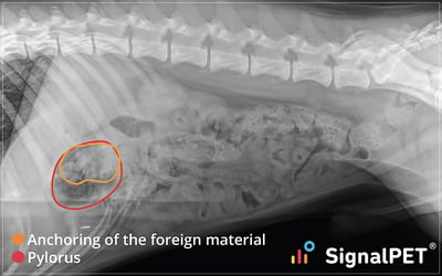 Left lateral radiograph of a dog with a linear foreign body.