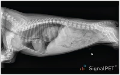 Lateral view of Canine Esophageal Foreign Body