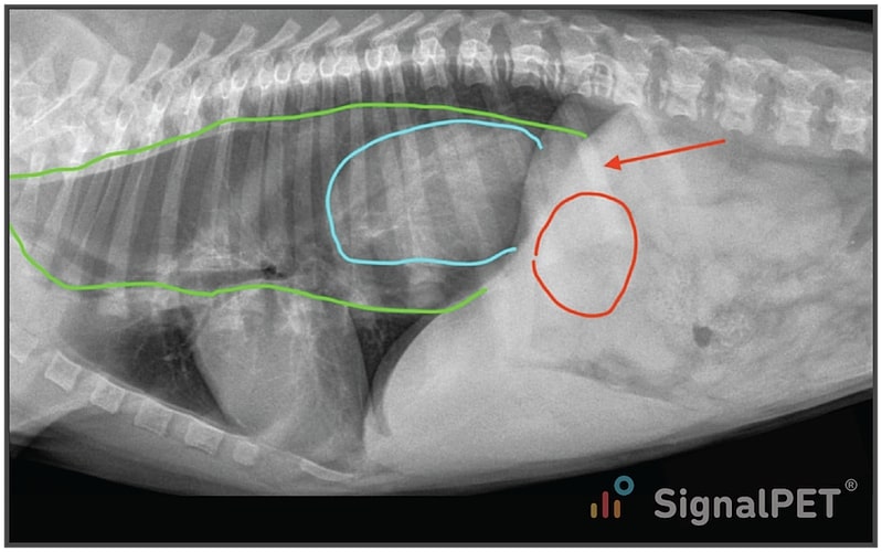 Outlined example of Canine Esophageal Foreign Body