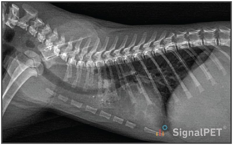 An example of vascular ring anomaly in a juvenile feline