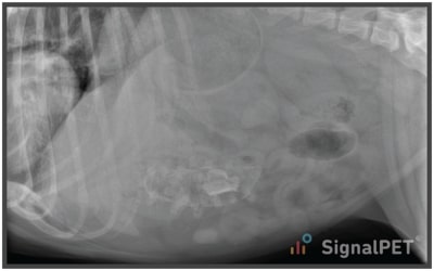 Lateral view of Canine Gastrointestinal Foreign Body