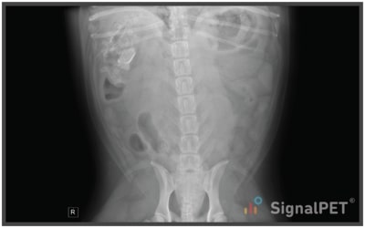 VD view of Canine Gastrointestinal Foreign Body