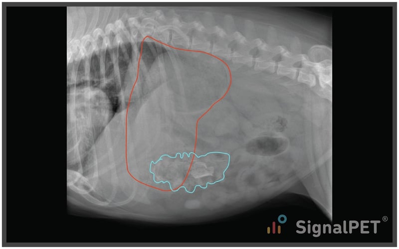 Lateral view of Canine Gastrointestinal Foreign Body where the stomach only contains frothy material and soft tissue opacity