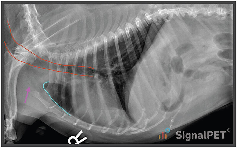 Visualization of where the cranial border of the lungs extend in a canine