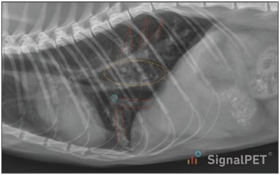 Dilated bronchi filled with mucus in a case of Feline Bronchiectasis