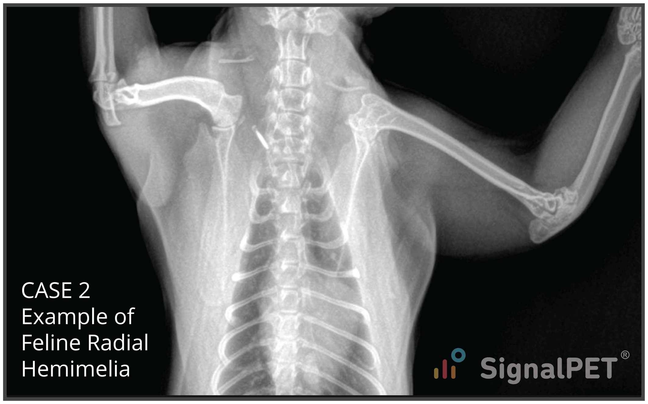Radiology Case of the Week | Feline Radial Hemimelia