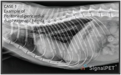 Lateral view of Peritoneal Pericardial Diaphragmatic Hernias