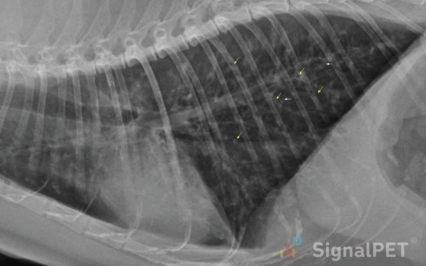 Feline asthma - chronic bronchial obstruction is observed in the right middle lobe