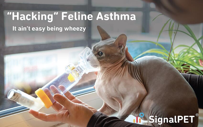 Hacking feline asthma, also known as chronic bronchitis