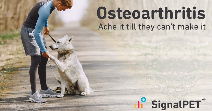 How AI can help catch osteoarthritis in canines