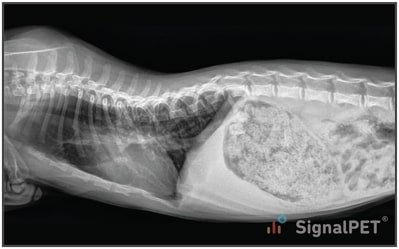 Lateral view of Feline Congenital Thoracic Lordosis