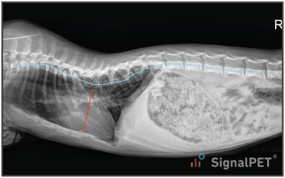 Lateral view of Feline Congenital Thoracic Lordosis with the region of interest