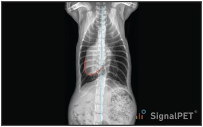 VD view of Feline Congenital Thoracic Lordosis with the region of interest