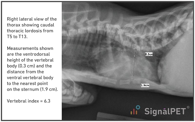 Measurements of Feline Congenital Thoracic Lordosis