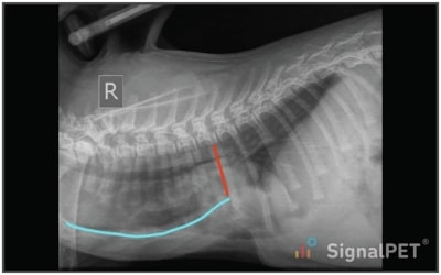 Highlighted, lateral view of Feline Congenital Thoracic Lordosis