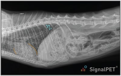 Highlighted, Lateral view of Feline Miliary Pulmonary Pattern