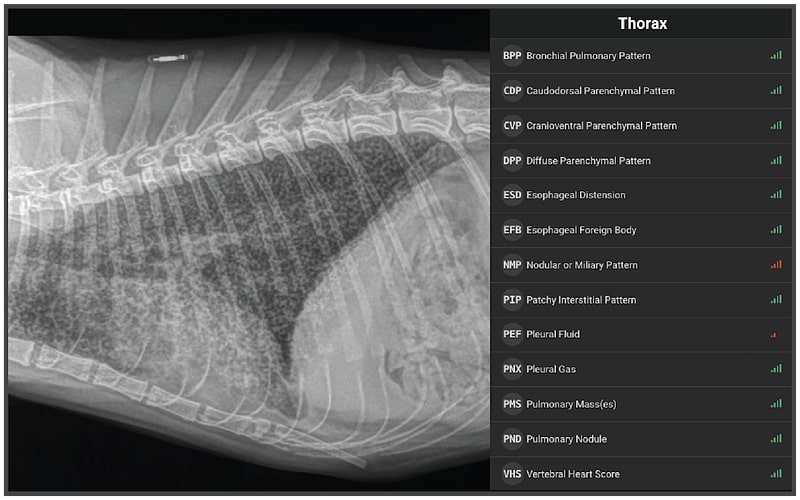 Radiology Case of the Week Feline Miliary Pulmonary Pattern