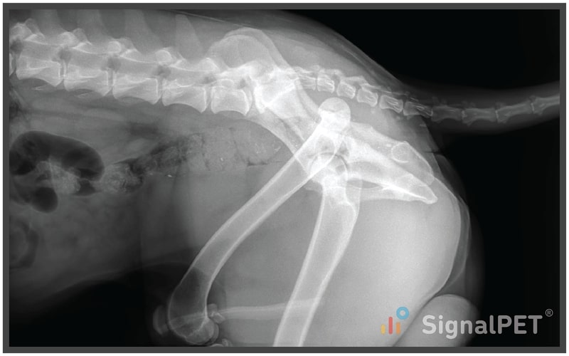 Dog shop broken femur