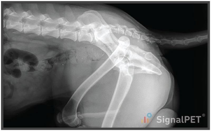 Lateral view of Canine Appendicular Bone Fracture