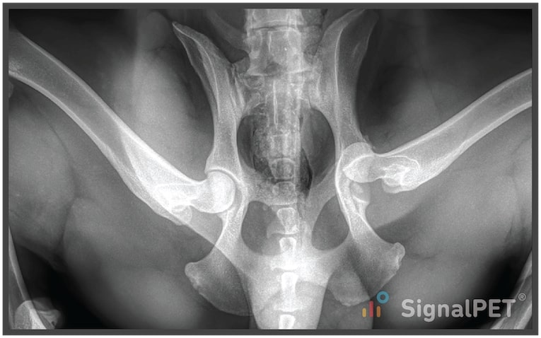 VD view of Canine Appendicular Bone Fracture