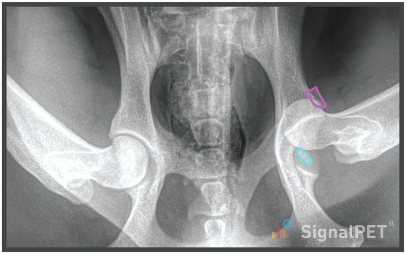 Mineral bodies around the left hip of a Canine Appendicular Bone Fracture case