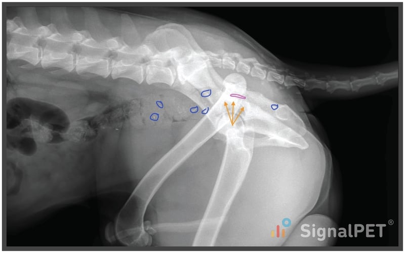 Mineral fragments on a lateral view of Canine Appendicular Bone Fracture case