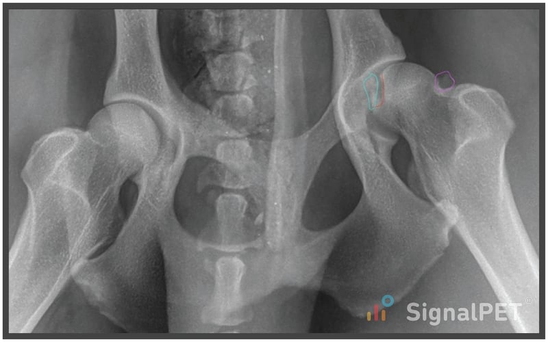 Example of a concave defect in the head of the femur  of a Canine Appendicular Bone Fracture case