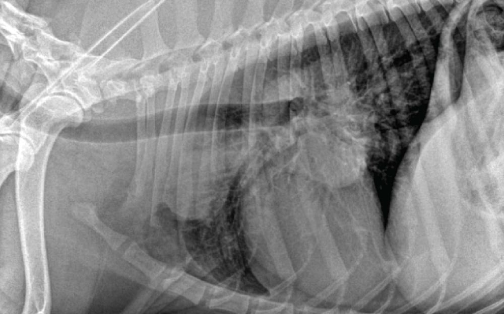 Imaging the Coughing Dog