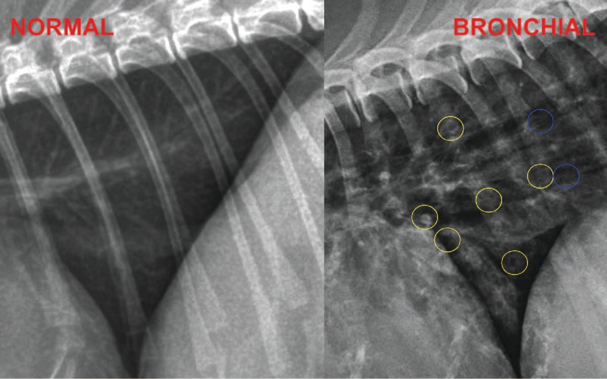 Imaging the Coughing Dog