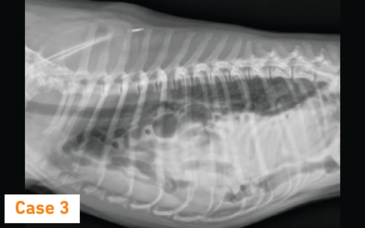 A review of diaphragmatic hernias