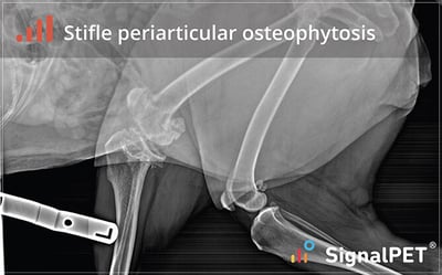 Example of stifle periarticular osteophytosis