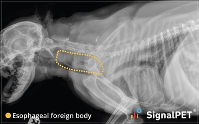 Right lateral view of a dog with a poorly defined esophageal foreign body at the level of the thoracic inlet.