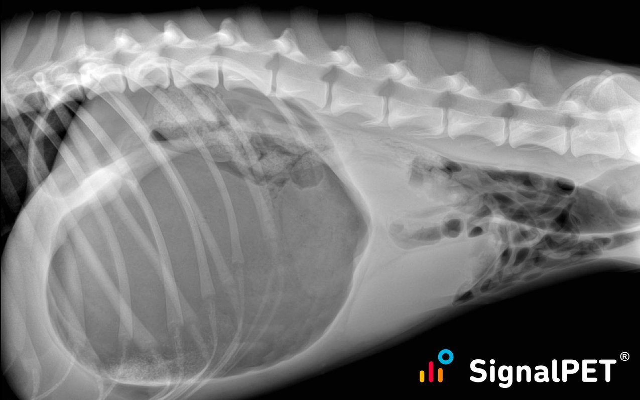 Breed all about it A tribute to the Golden Retriever...