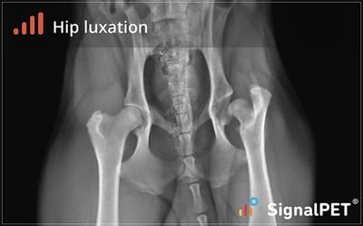 Example of hip luxation