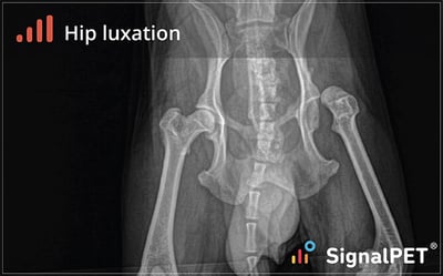 Example of hip luxation