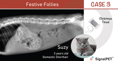 Esophageal foreign body example - Suzy and christmas tinsel