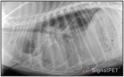 Lateral view of canine pleural effusion