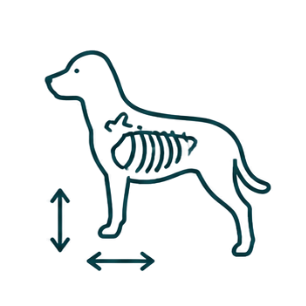 Thoracic Anatomy & Projections