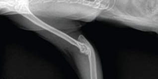 Radiology Case of the Week | Feline Radial Hemimelia