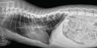 Radiology Case of the Week | Feline Congenital Thoracic Lordosis