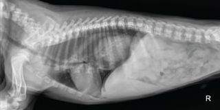 Radiology Case of the Week | Canine Esophageal Foreign Body