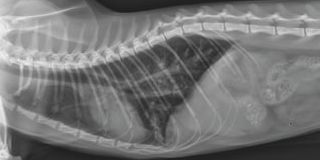 Radiology Case of the Week | Feline Bronchiectasis