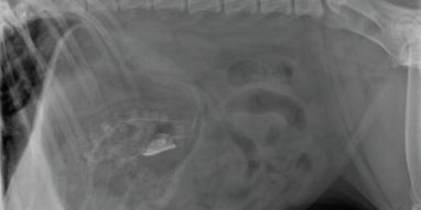 Radiology Case of the Week | Canine Gastrointestinal Foreign Body