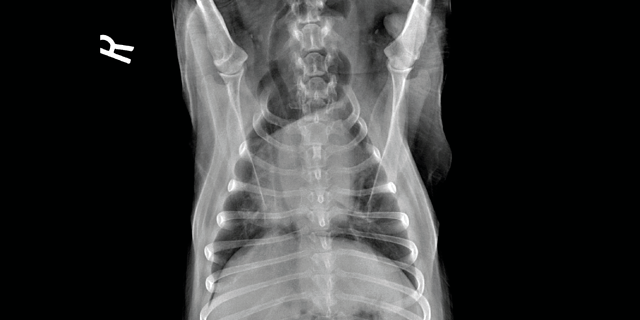 Radiology Case of the Week | Canine Neck Swelling