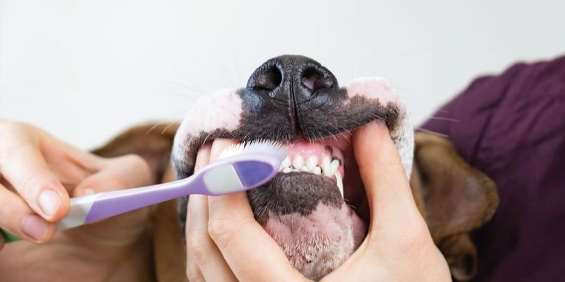 Veterinary dental radiology made easy with SignalSMILE