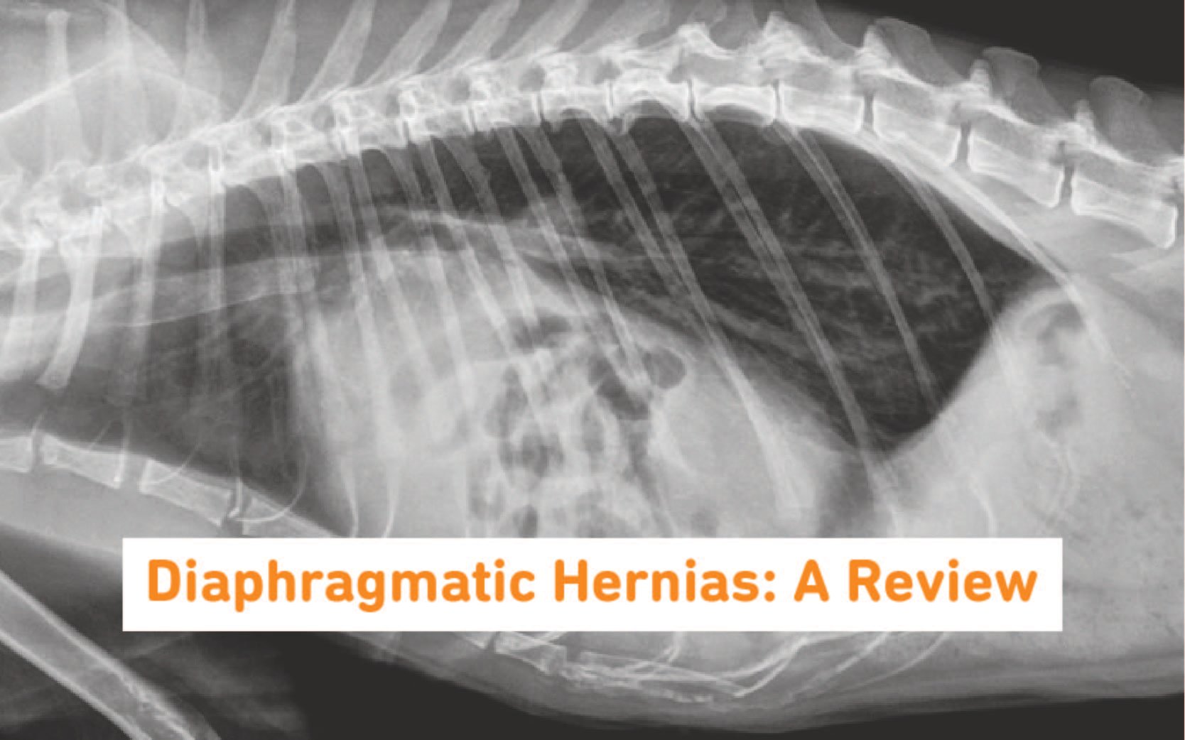 A review of diaphragmatic hernias