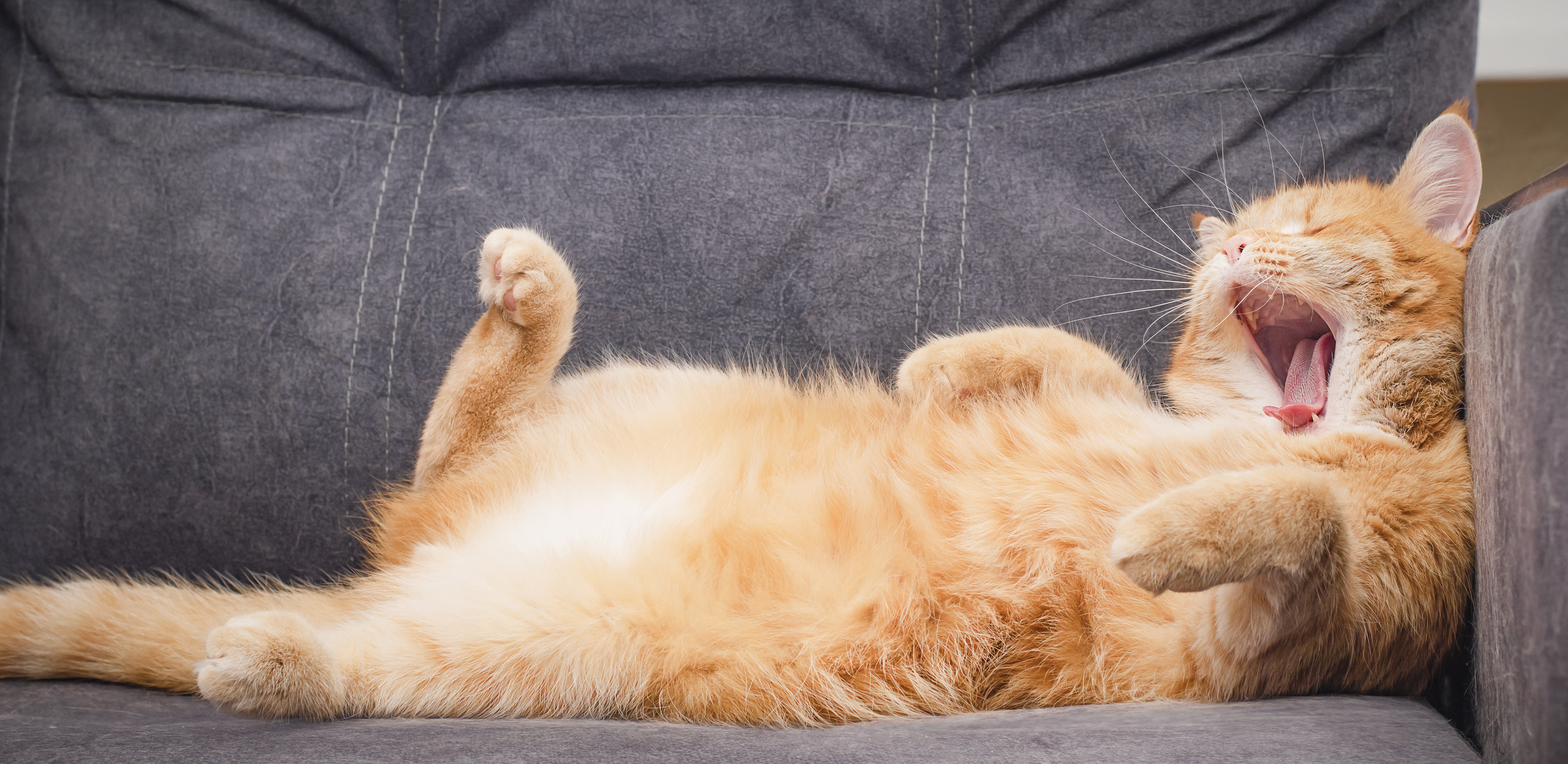 red-cat-is-lying-couch-yawning