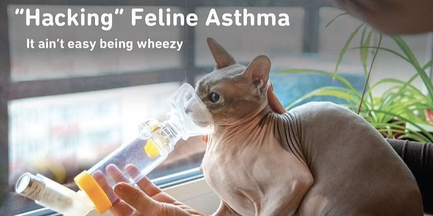 Hacking Feline Asthma - It ain't easy being wheezy