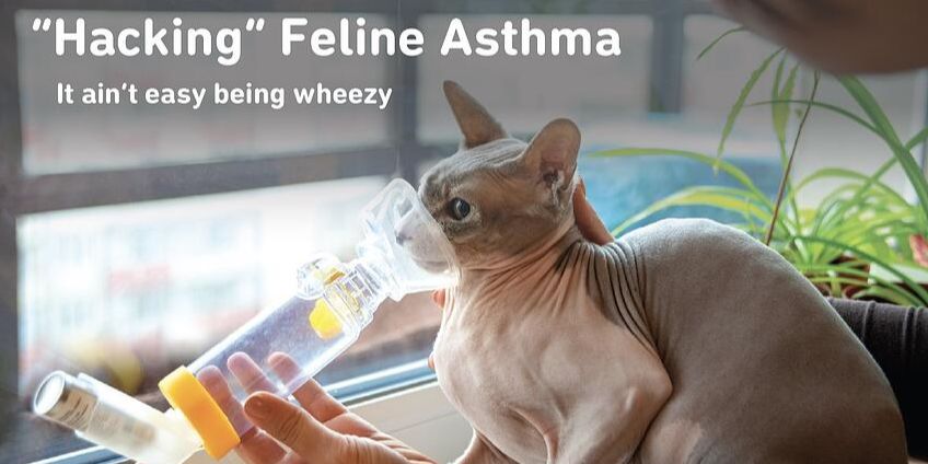 Hacking Feline Asthma - It ain't easy being wheezy
