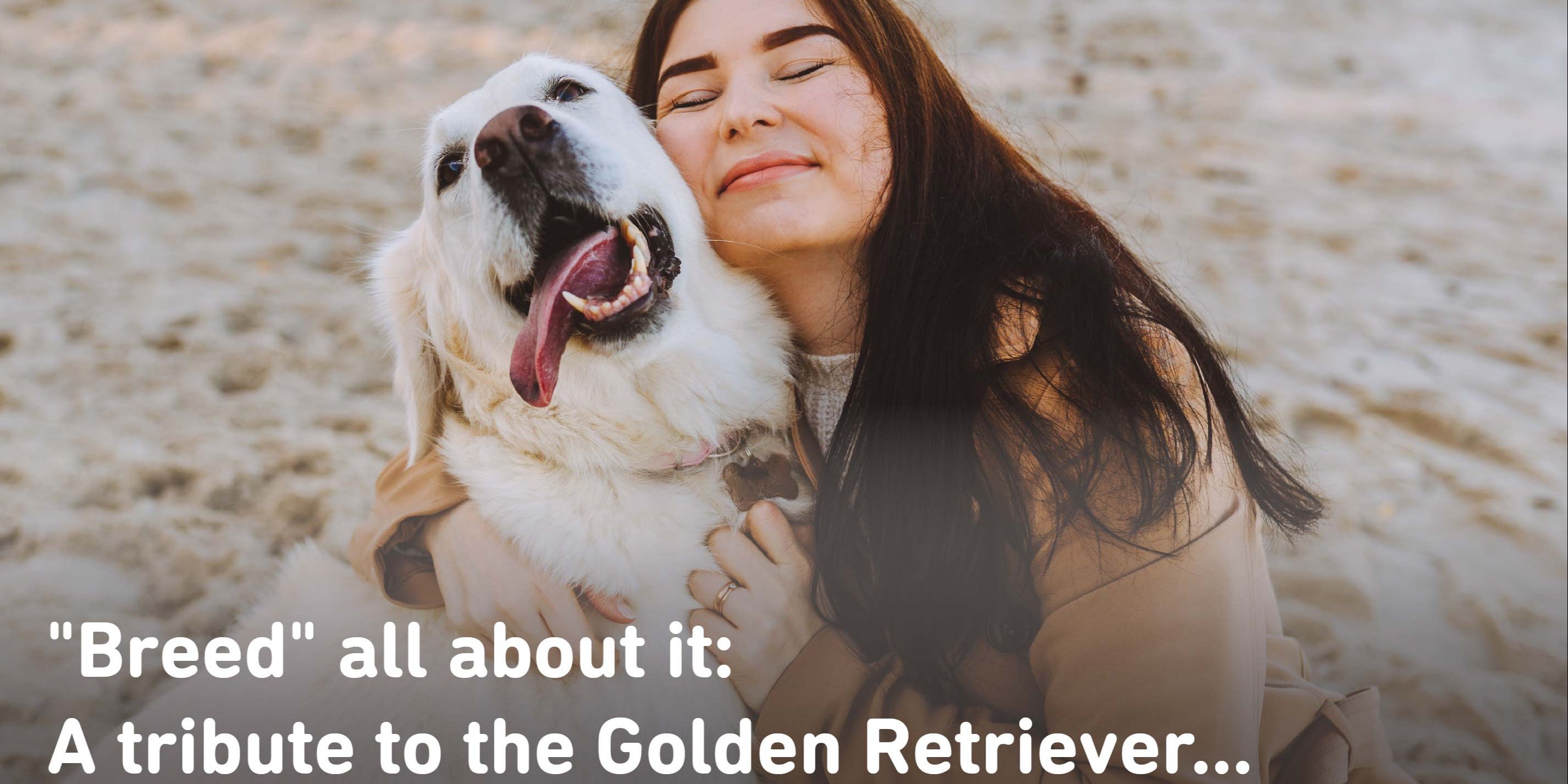 Breed all about it - A tribute to the Golden Retriever...